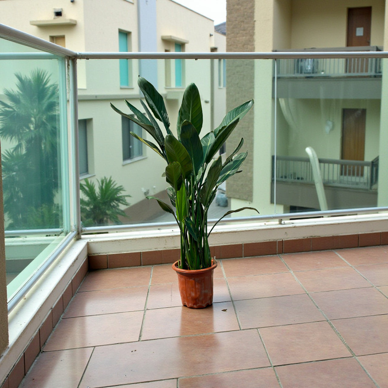 strelitzia reginae- Bird of Paradise