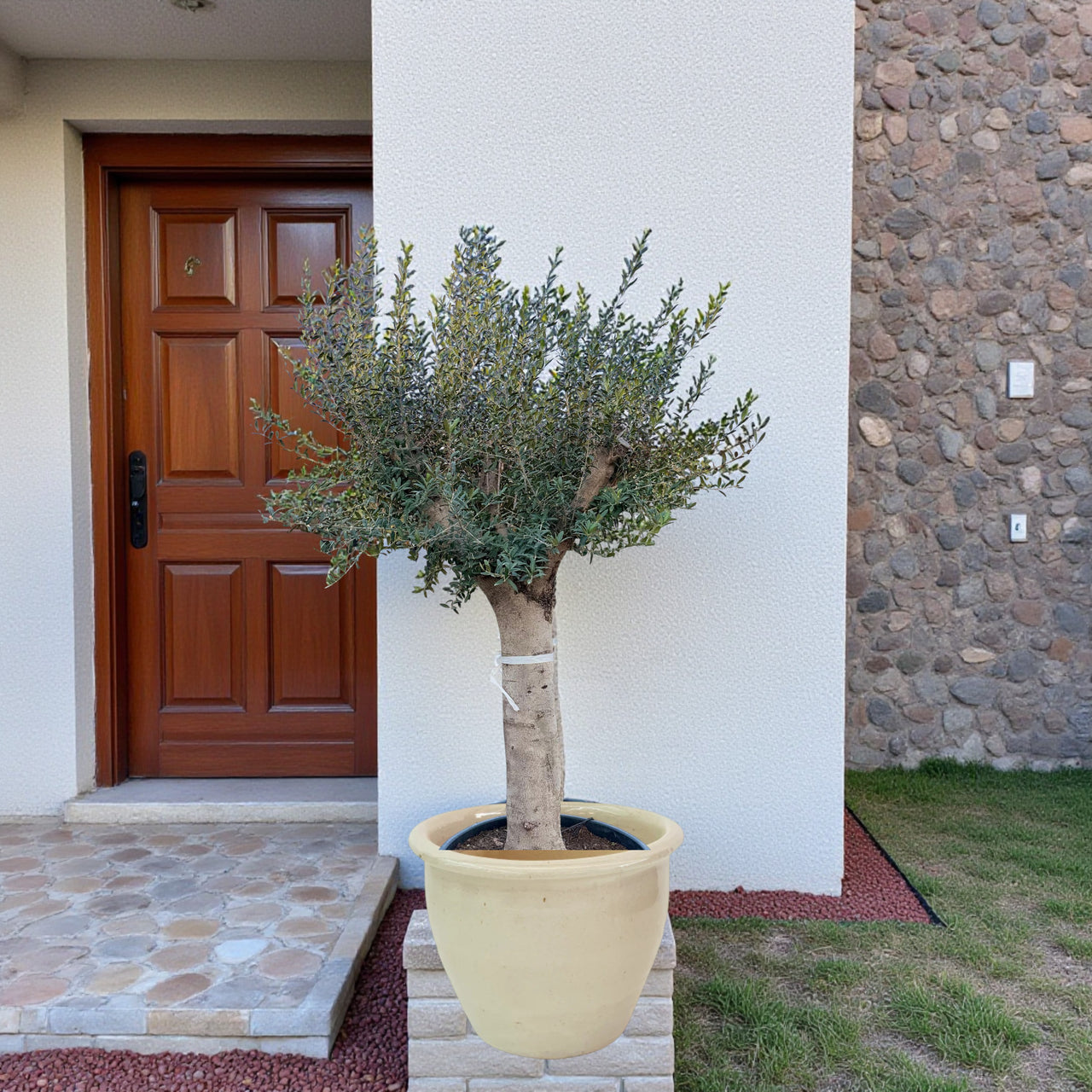Olive Tree 1.3-1.5 m 140-150mm - Ceramic Pot