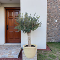 Olive Tree 1.3-1.5 m 140-150mm - Ceramic Pot