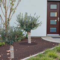 Olive Tree 1.3.-1.5 m 140-150mm - GRP Pot