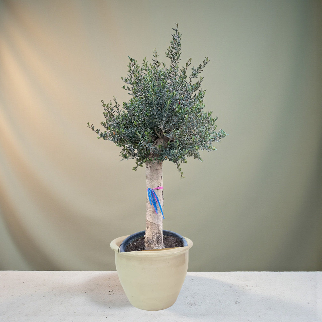 Olive Tree Single Head - 1.2-1.4 m 80-100 mm-Ceramic Pot