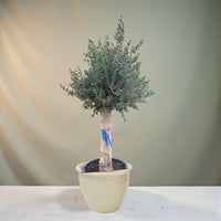 Olive Tree Single Head - 1.2-1.4 m 80-100 mm-Ceramic Pot