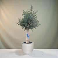 Olive Tree Single Head - 1.2-1.4 m 80-100 mm-GRP Pot