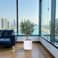 Olive Tree single head - Fiber Pot