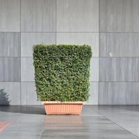 Ehretia Microphylla Hedge 1 x 1 m