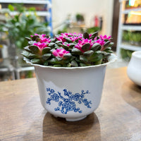 Sunrise Succulent Plant (Anacampseros rufescens ‘Sunrise’)