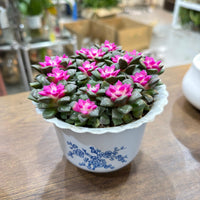 Sunrise Succulent Plant (Anacampseros rufescens ‘Sunrise’)