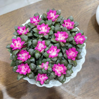 Sunrise Succulent Plant (Anacampseros rufescens ‘Sunrise’)