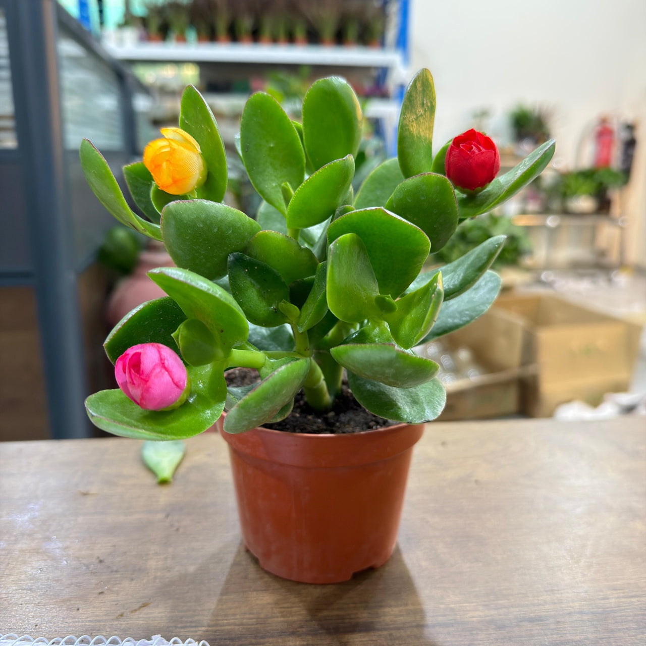 Crassula ovata (Money Tree / Jade Plant) Artifical Flowers