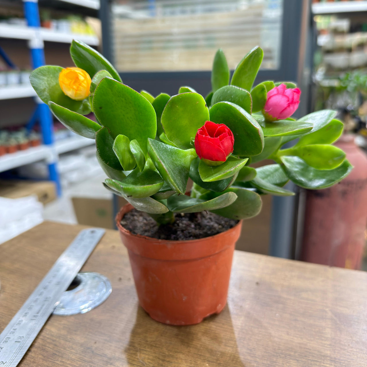 Crassula ovata (Money Tree / Jade Plant) Artifical Flowers