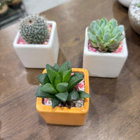 Succulent Random Mix Ceramic