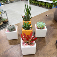 Succulent Random Mix Ceramic