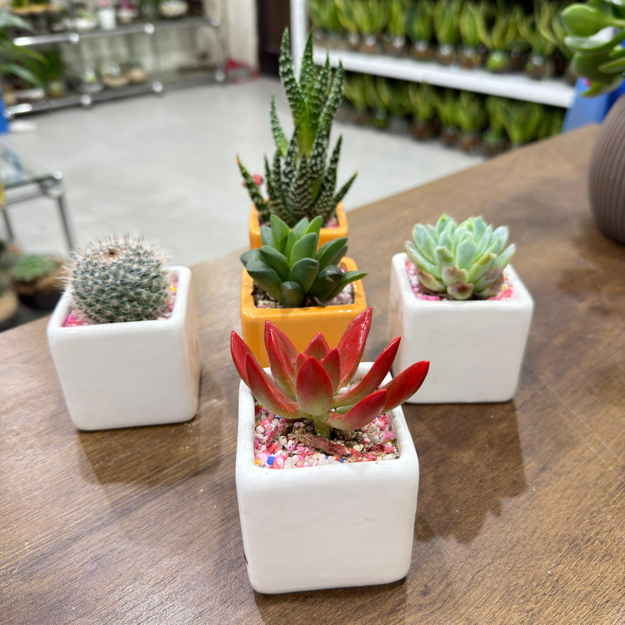 Succulent Random Mix Ceramic
