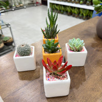 Succulent Random Mix Ceramic