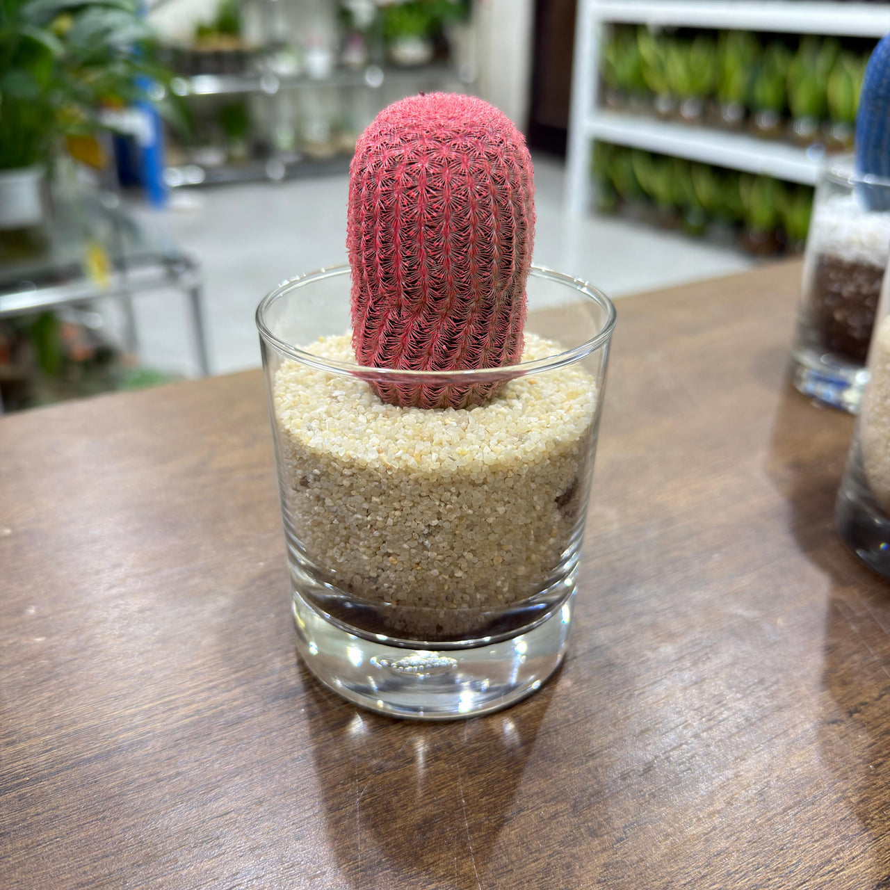 Colored Cactus - Glass Vase