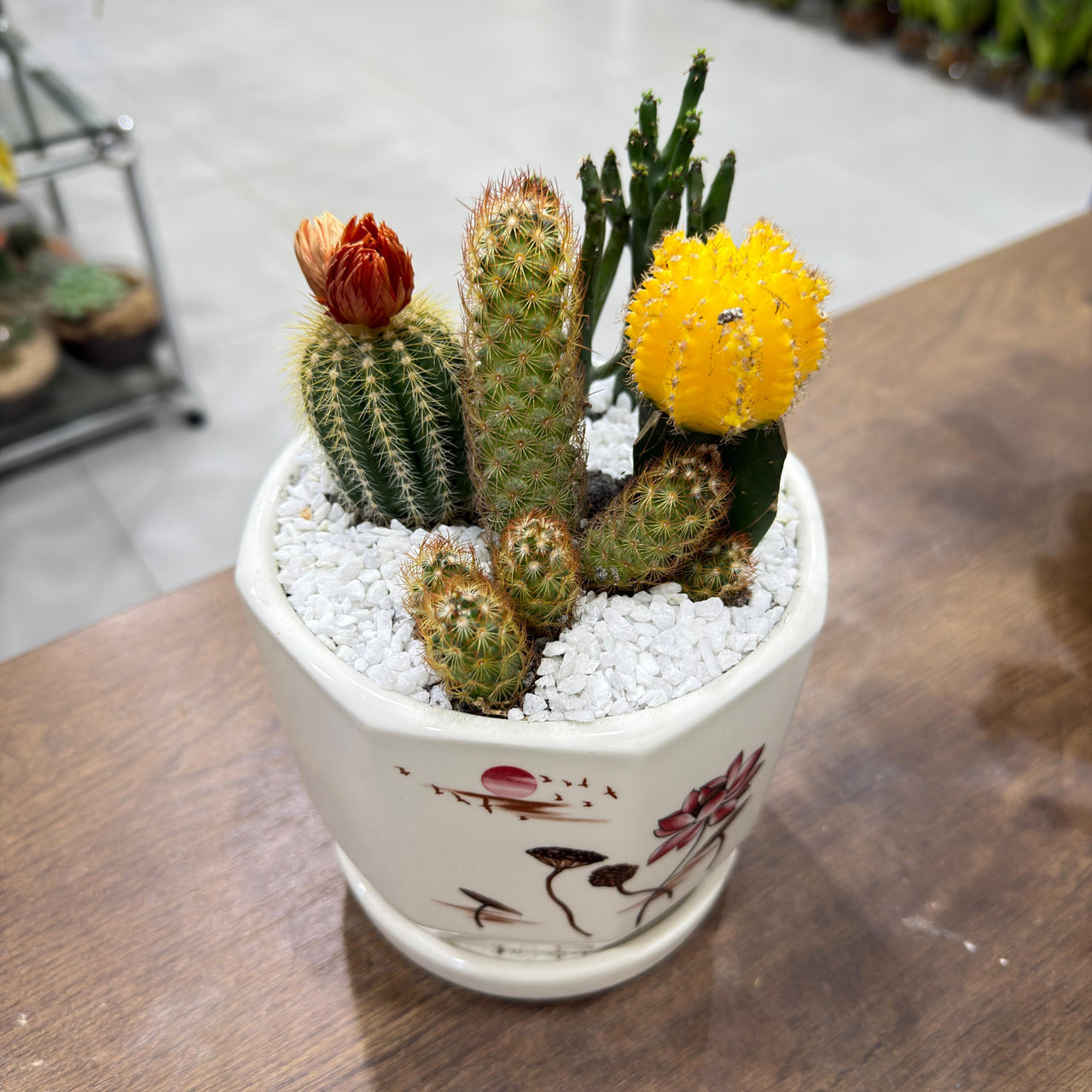 Mixed small Cactus Arrangement