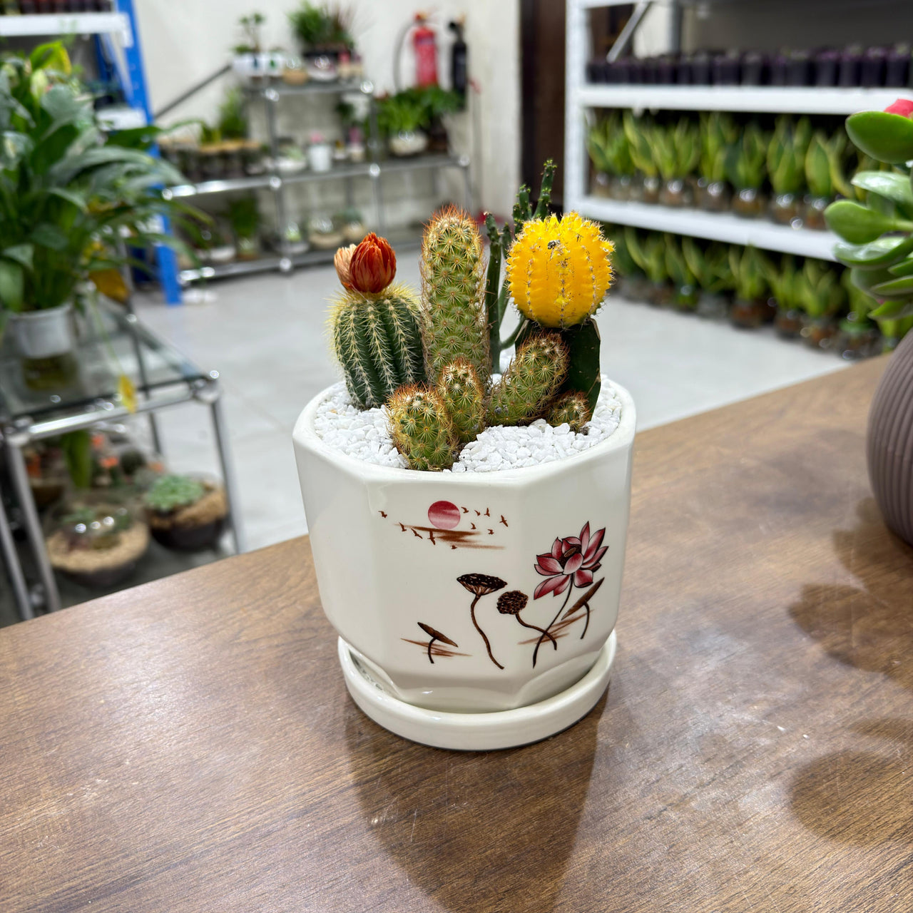 Mixed small Cactus Arrangement
