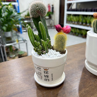 Ceramic Cactus Arrangement