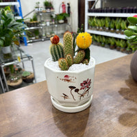 Mixed small Cactus Arrangement