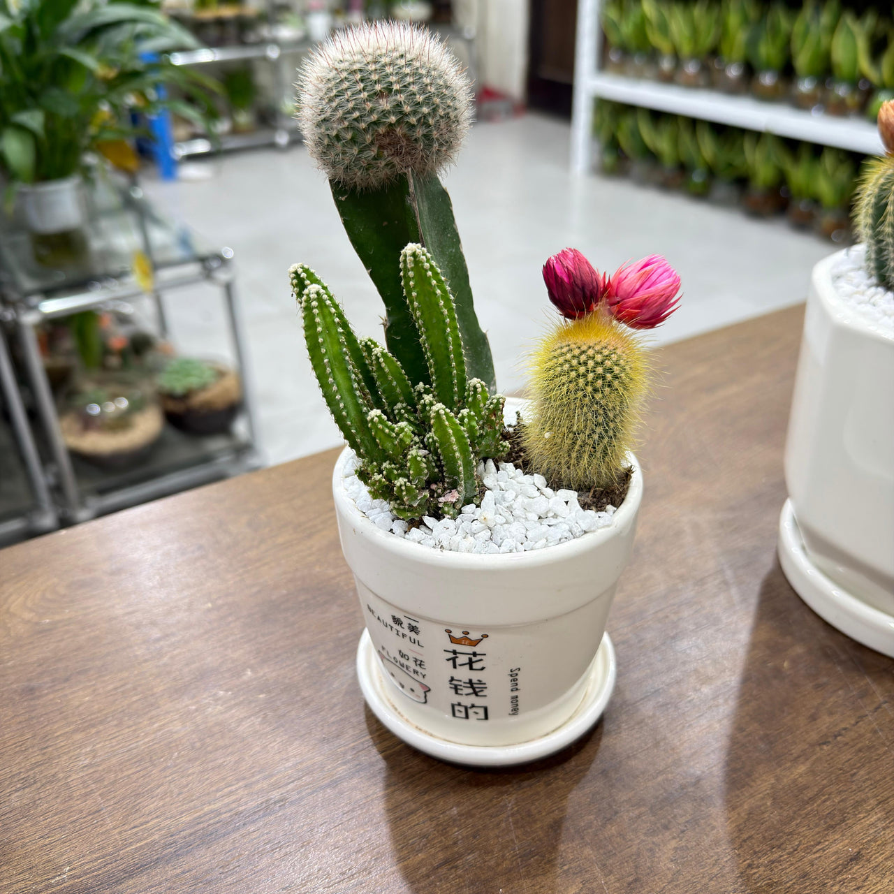 Ceramic Cactus Arrangement