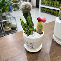 Ceramic Cactus Arrangement