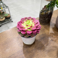Echeveria Succulent – Pink Colored