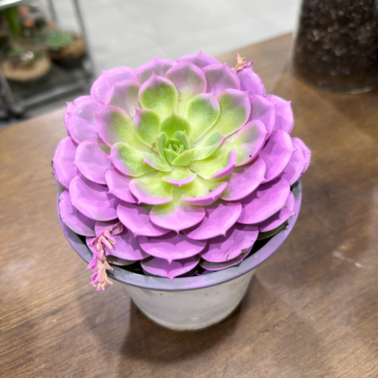 Echeveria Succulent – Purple Colored