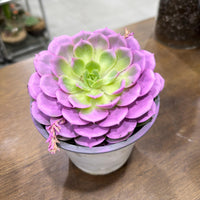 Echeveria Succulent – Purple Colored