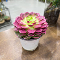 Echeveria Succulent – Pink Colored