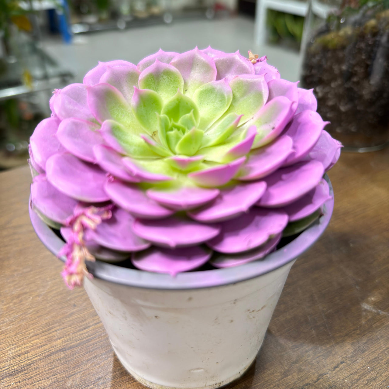 Echeveria Succulent – Purple Colored