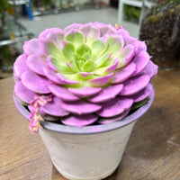 Echeveria Succulent – Purple Colored