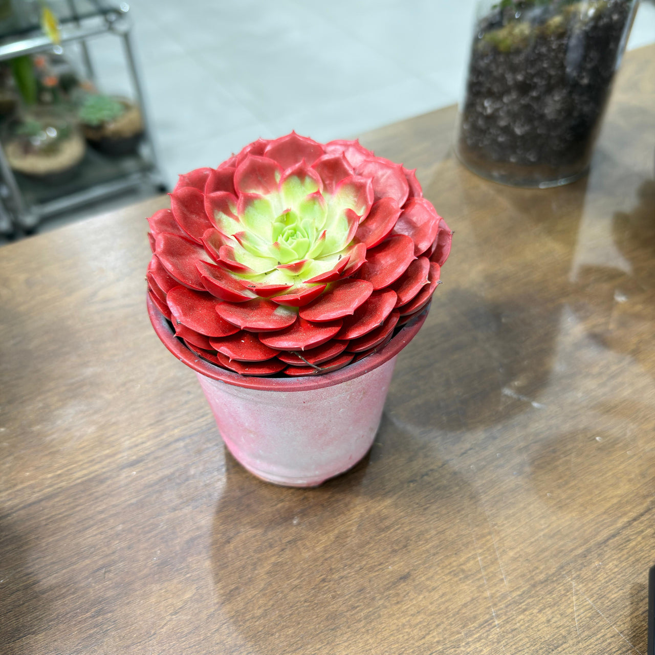 Echeveria Succulent – Red Colored