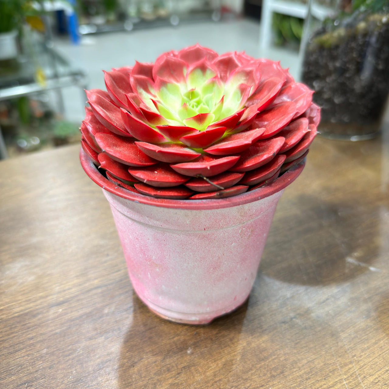 Echeveria Succulent – Red Colored