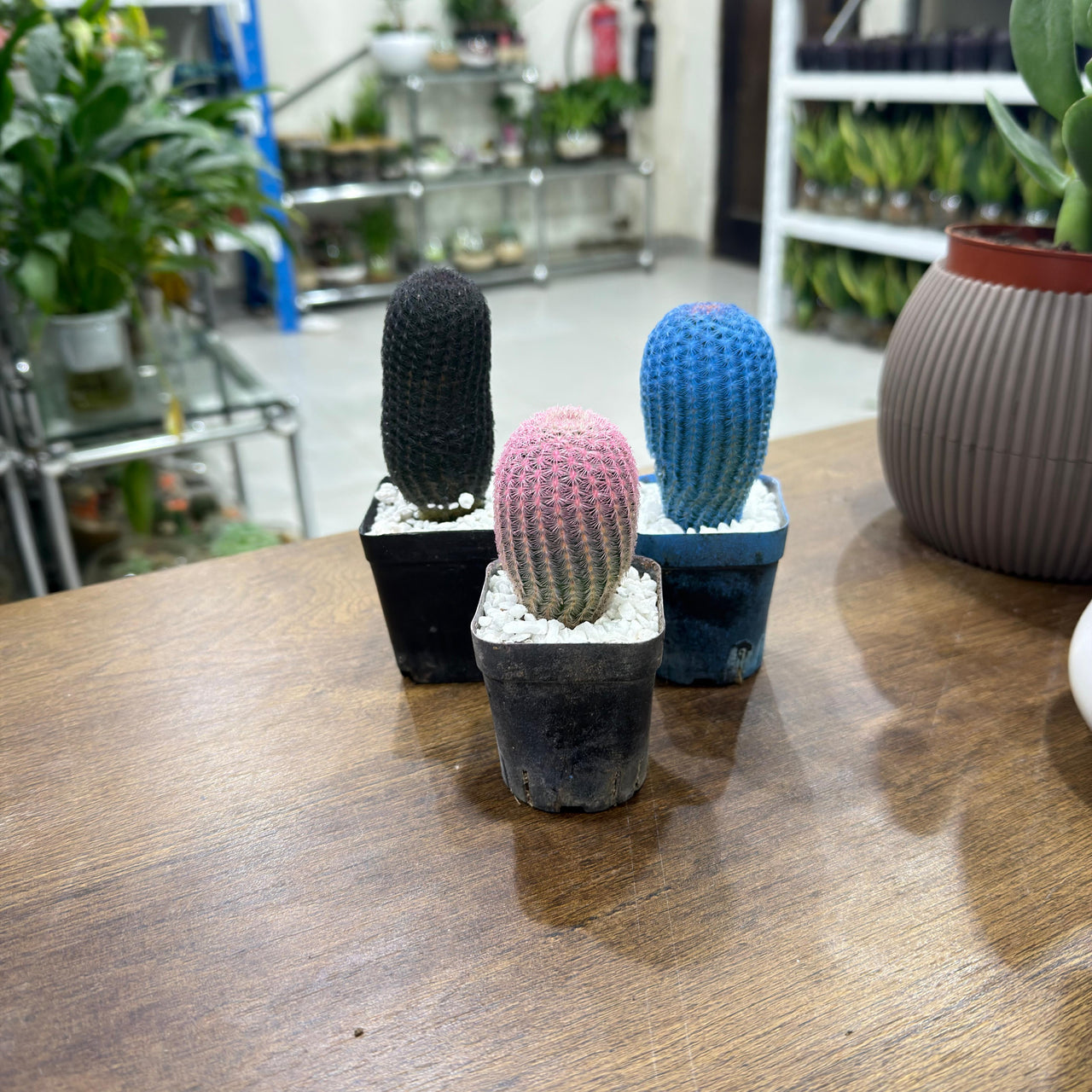 Rainbow Colored Cactus