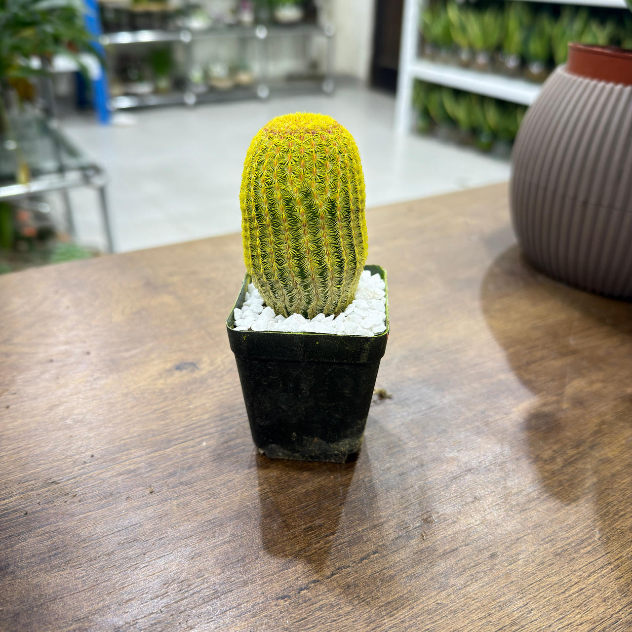 Rainbow Colored Cactus