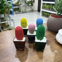 Rainbow Colored Cactus
