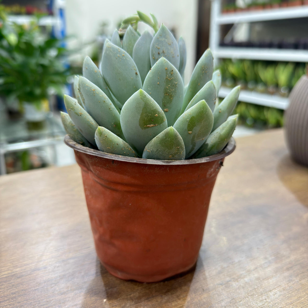 Echeveria elegans succulent