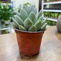 Echeveria elegans succulent