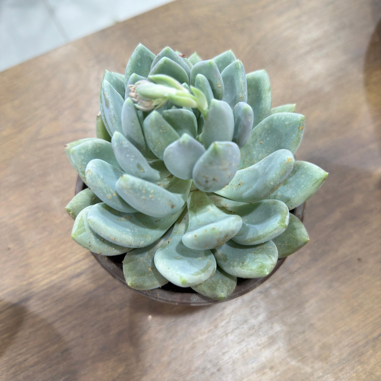 Echeveria elegans succulent