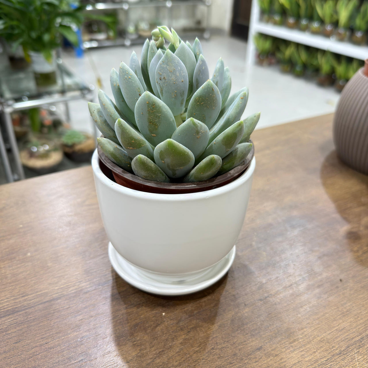 Echeveria elegans succulent