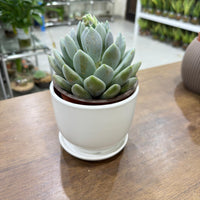 Echeveria elegans succulent