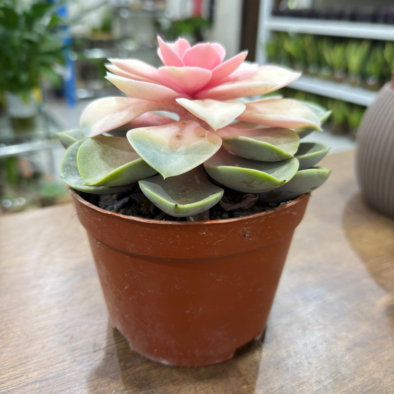 Echeveria Rainbow Succulent