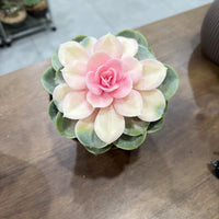 Echeveria Rainbow Succulent