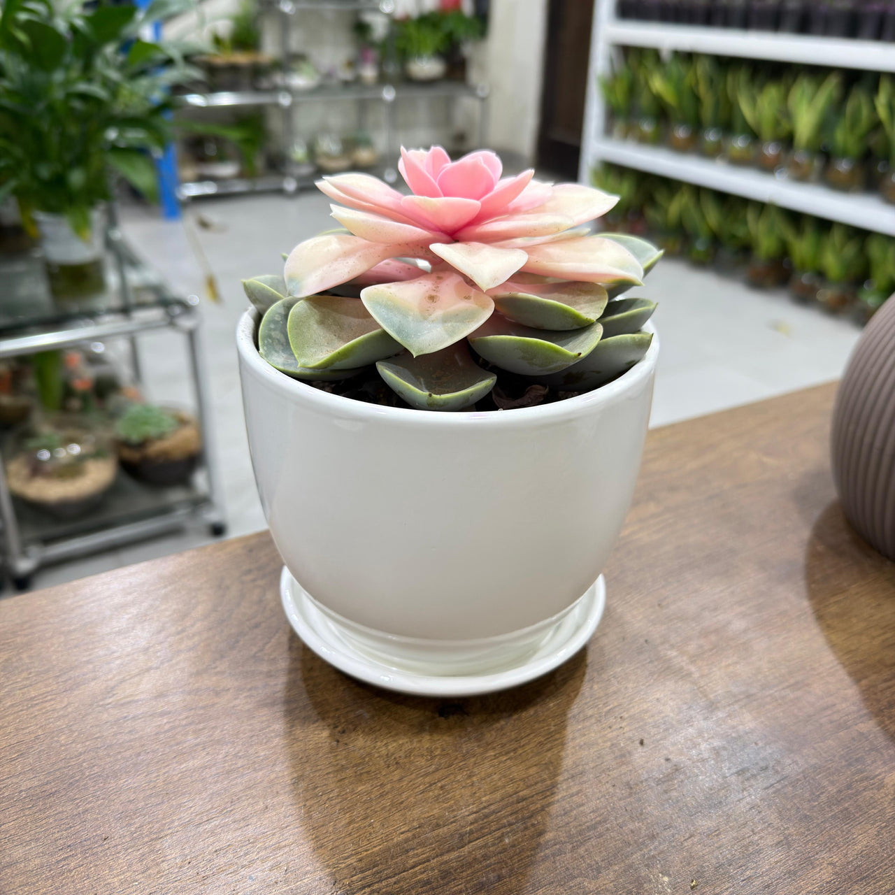 Echeveria Rainbow Succulent