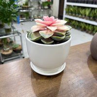Echeveria Rainbow Succulent
