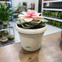 Echeveria Rainbow Succulent