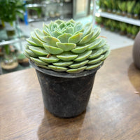 Echeveria Floral elegans