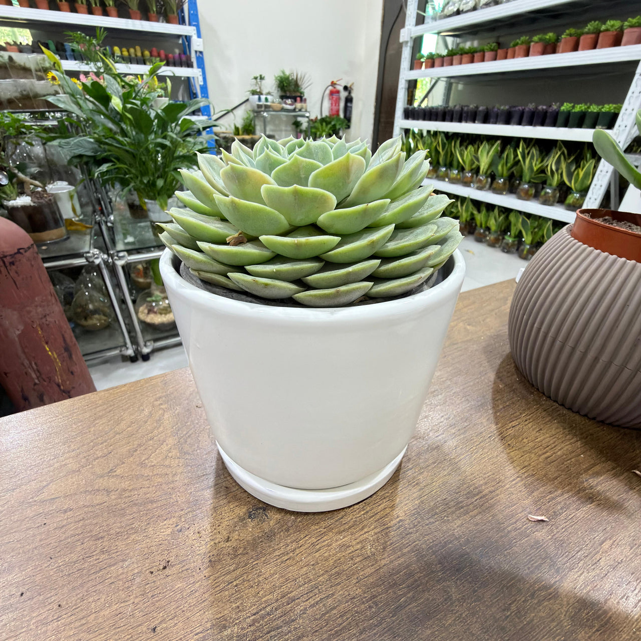 Echeveria Floral elegans