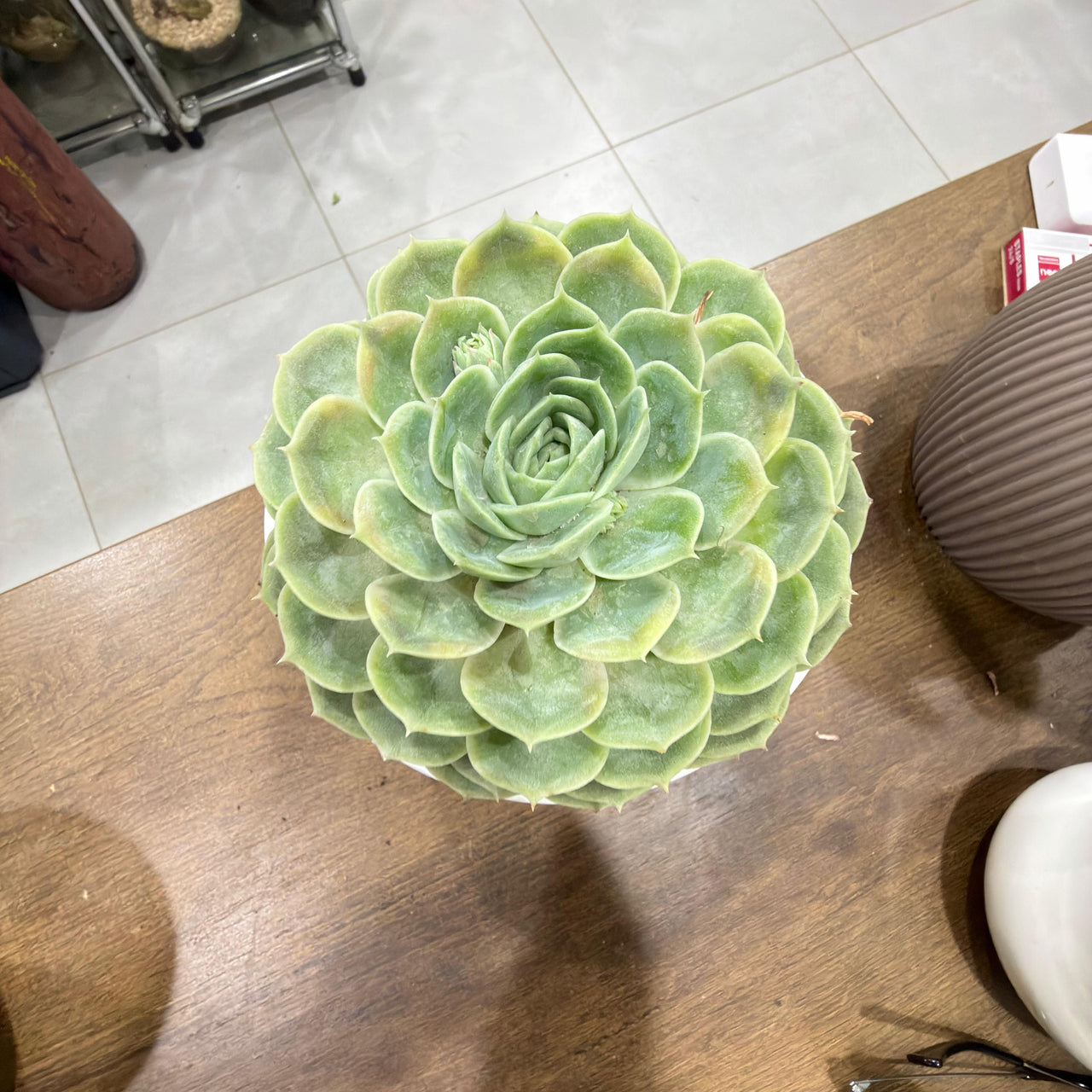 Echeveria Floral elegans