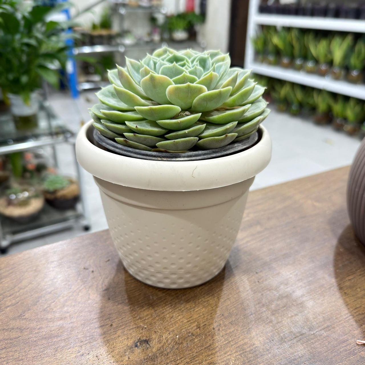 Echeveria Floral elegans